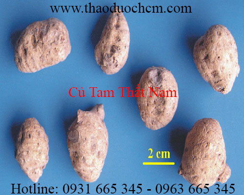Mua bán củ tam thất nam tại quận 8 giúp điều trị phong thấp tốt nhất