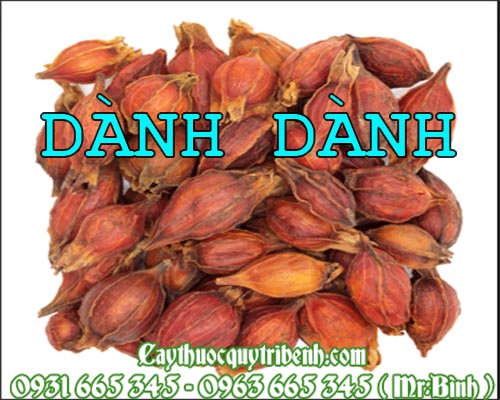 Mua dành dành (chi tử) ở đâu tại tp hcm ???