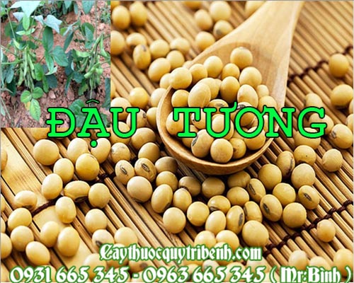 Mua bán đậu tương tại quảng ninh rất tốt trong việc bổ sung canxi