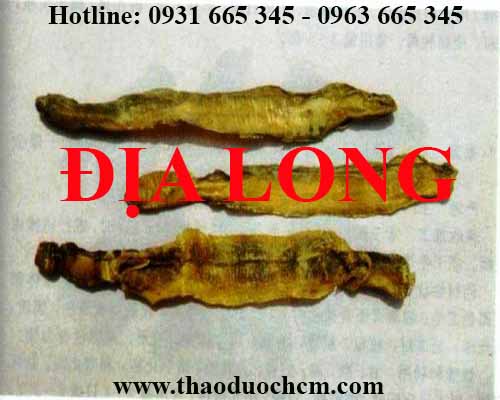 Mua bán địa long tại huyện gia lâm hỗ trợ điều trị động kinh tốt nhất