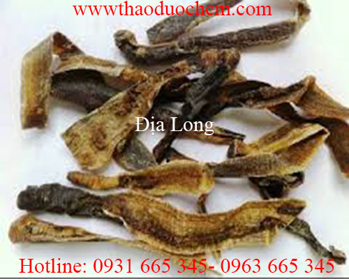 Mua bán địa long tại hà nội có tác dụng chữa trị thấp khớp hiệu quả nhất