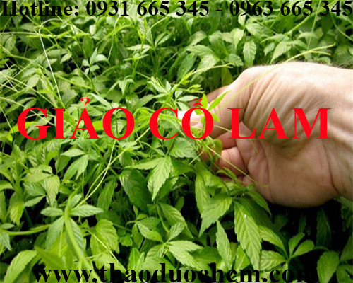 Mua bán giảo cổ lam tại huyện từ liêm giúp bồi bổ sức khỏe tốt nhất