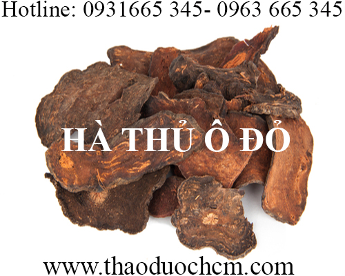 Mua bán hà thủ ô đỏ tại hà nội uy tín chất lượng tốt nhất