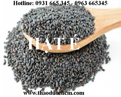 Mua bán hạt é tại thái bình có công dụng điều trị mụn nhọt hiệu quả 