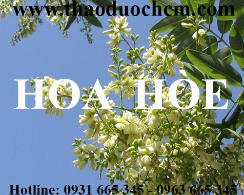 Mua bán hoa hòe tại huyện thanh trì giúp ổn định huyết áp hiệu quả