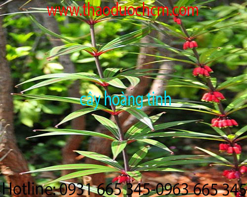 Mua bán cây hoàng tinh tại quận 3 có tác dụng bồi bổ cơ thể tốt nhất