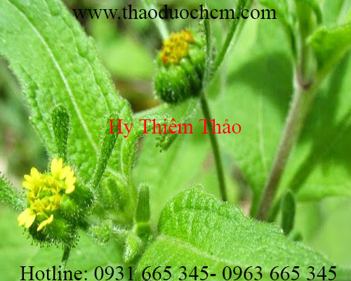 Mua hy thiêm thảo ở đâu tại tphcm ???