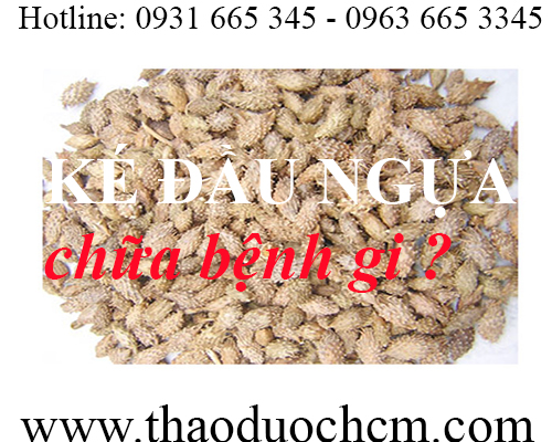 Mua bán ké đầu ngựa tại huyện thường tín giúp chữa viêm da dị ứng rất tốt
