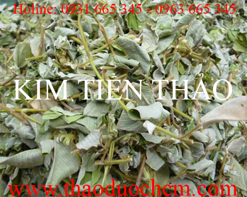 Mua bán kim tiền thảo tại hà nội uy tín chất lượng tốt nhất