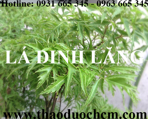 Mua bán lá đinh lăng tại huyện ba vì rất tốt trong việc điều trị đau lưng