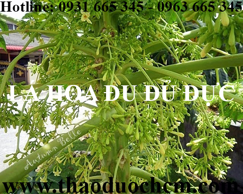 Mua bán lá hoa đu đủ đực tại quận hoàng mai giúp ngăn ngừa đục thủy tinh thể