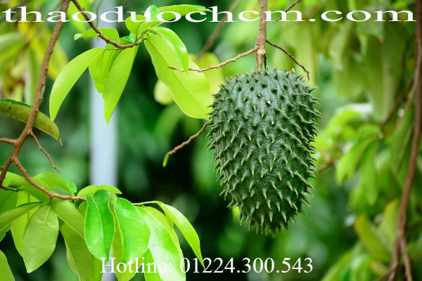 Mua bán lá mãng cầu xiêm tại hà tĩnh|lá mãng cầu trị ung thư hiệu quả