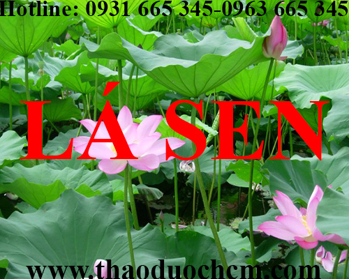 Mua bán lá sen tại huyện chương mỹ giúp thanh lọc cơ thể tốt nhất