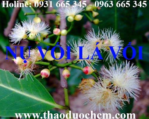Mua bán nụ vối tại quận tây hồ giúp điều trị viêm da đầu an toàn nhất