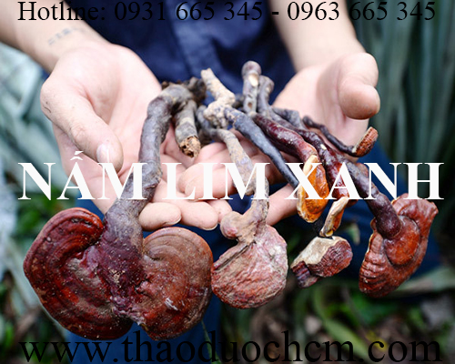 Mua bán nấm lim xanh tại quận thanh xuân rất tốt trong việc điều trị gout