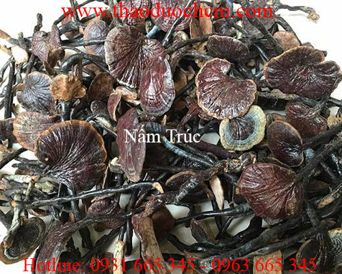 Mua bán nấm trúc tại bạc liêu có tác dụng điều trị mỡ máu hiệu quả