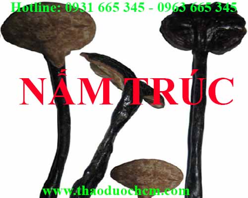 Mua bán nấm trúc tại hà nội uy tín chất lượng tốt nhất
