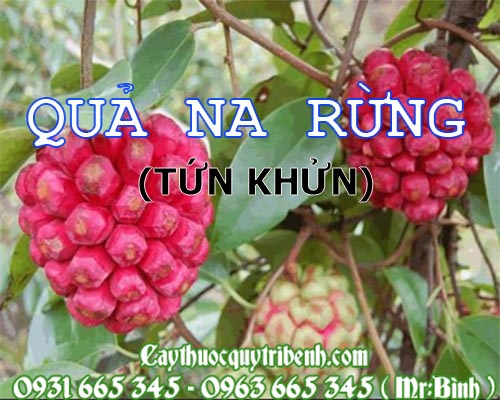 Mua bán quả na rừng tại kom tom rất tốt trong việc trị mất ngủ an thần