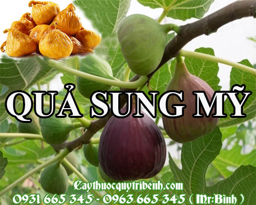 Mua bán quả sung mỹ tại thanh hóa rất tốt trong việc chữa sưng viêm tuyến vú