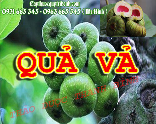 Mua bán quả vả tại quận đống đa có tác dụng chống loãng xương rất hiệu quả