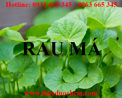 Mua bán rau má tại hòa bình có công dụng điều trị mụn nhọt rôm sảy