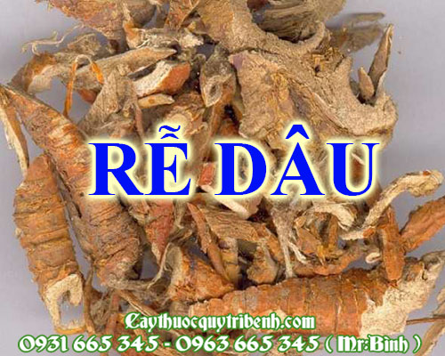 Mua bán rễ dâu tại quận hà đông giúp điều trị đau nhức xương khớp
