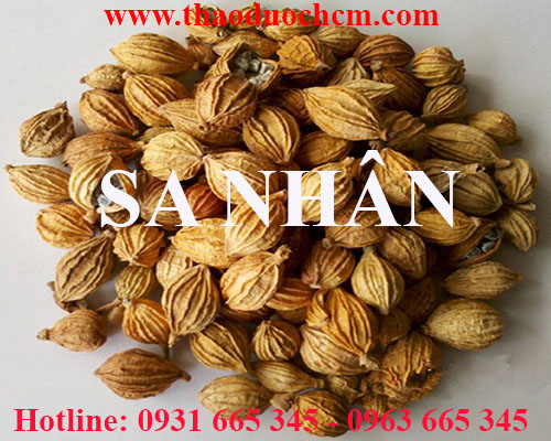 Mua bán sa nhân tại hà giang giúp giảm cảm giác buồn nôn cho phụ nữ đang có thai