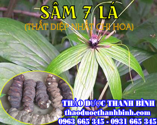 Mua bán sâm 7 lá (thất diệp nhất chi mai) tại thừa thiên huế giúp bồi bổ sức khỏe tốt nhất