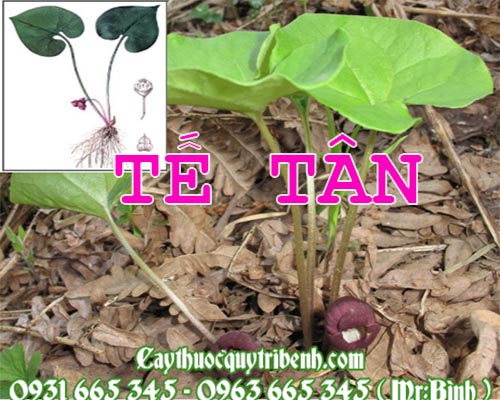 Công dụng của tế tân trong điều trị cam sốt kèm đau đầu hiệu quả nhất