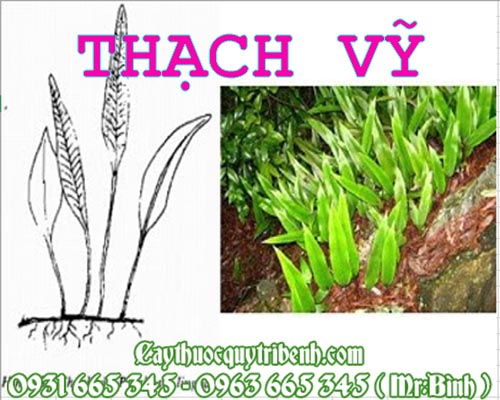 Mua bán thạch vỹ tại hải phòng hỗ trợ trị sỏi thận sỏi bàng quang