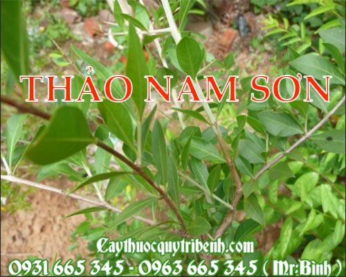Mua thảo nam sơn ở đâu tại tp hcm ???