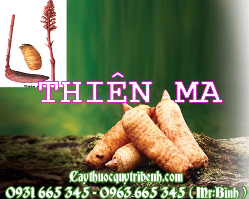 Mua bán thiên ma tại quận 10 có tác dụng điều trị đau thần kinh rất tốt