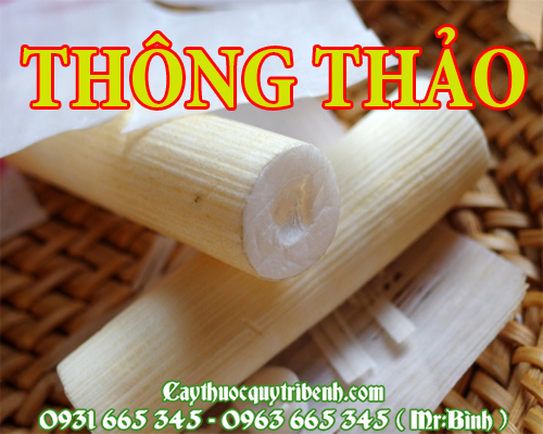 Mua bán thông thảo tại quận 8 có tác dụng giúp thanh nhiệt giải độc