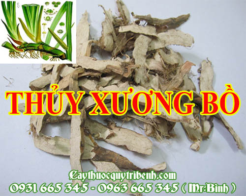 Mua bán thủy xương bồ tại quận 10 rất tốt trong việc điều trị phong thấp