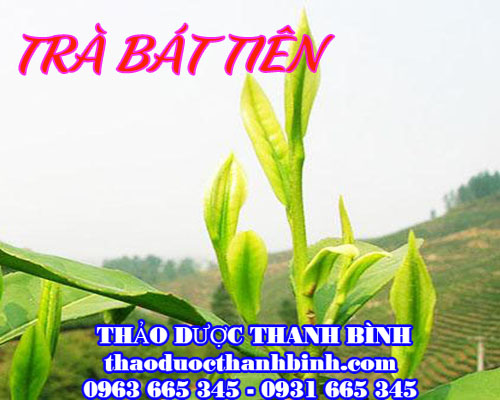 Tác dụng của trà bát tiên trong việc nhuận tràng, chống táo bón hiệu quả