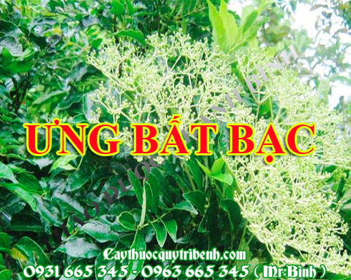 Mua cây ưng bất bạc ở đâu tại tp hcm ???