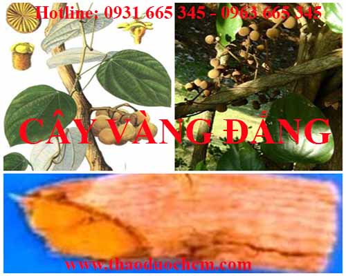 Mua bán cây vàng đắng tại quận đống đa giúp điều trị sốt hiệu quả nhất