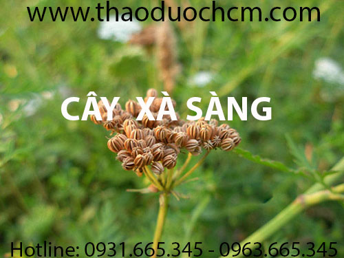 Mua bán cây xà sàng tại sóc trăng rất tốt trong tăng cường hoạt động sinh lý