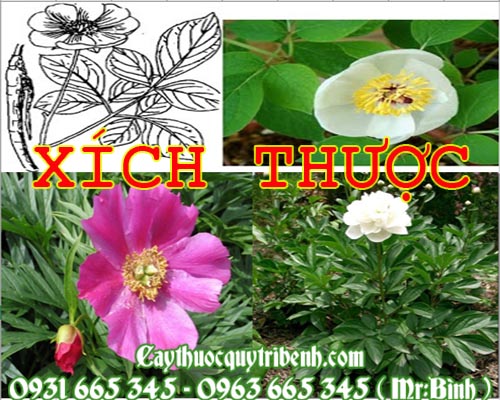 Mua bán xích thược ở huyện hóc môn giúp điều trị đau thắt ngực tốt nhất