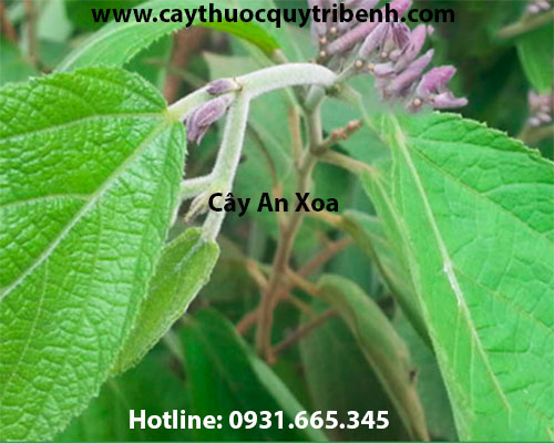 Mua bán cây an xoa tại hà nội tăng cường chức năng gan hiệu quả nhất