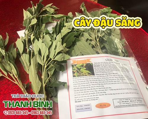 Mua cây đậu săng giá rẻ uy tín chất lượng nhất ở đâu?