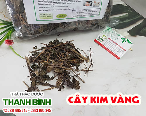 Mua cây kim vàng ở đâu tại tphcm?