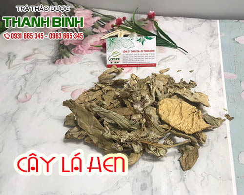 Mua bán cây lá hen tại tphcm uy tín chất lượng tốt nhất