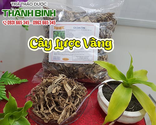 Cây lược vàng hỗ trợ điều trị viêm dạ dày và các bệnh ngoài da hiệu quả