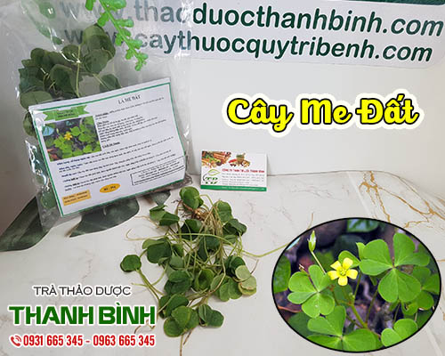 Mua bán cây me đất tại huyện từ liêm giúp điều trị chứng kiết lỵ, đi ngoài khó