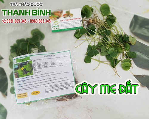 Mua bán cây me đất tại huyện quốc oai giúp xoa dịu cơn đau rát họng rất tốt