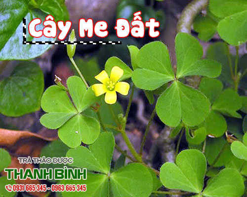 Mua bán cây me đất tại quận hoàn kiếm có tác dụng hạ nhiệt cơ thể khi nắng nóng