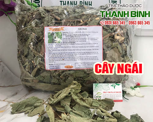 Mua cây ngái giá rẻ uy tín chất lượng nhất ở đâu?
