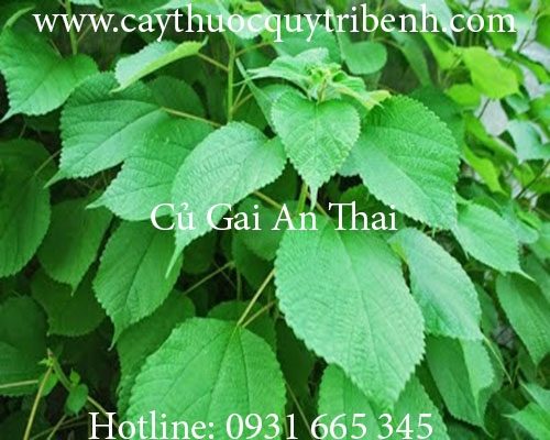 Mua bán củ gai an thai tại bạc liêu có tác dụng lợi tiểu hiệu quả nhất