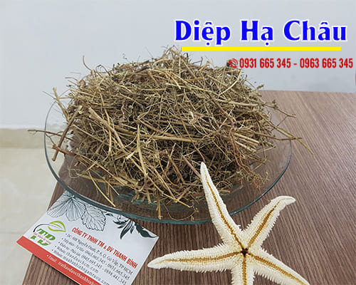 Diệp hạ châu - thần dược của bệnh viêm gan và gan nhiễm mỡ